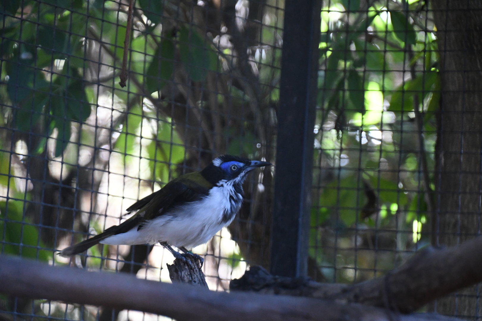 Blue-faced Honeyeater