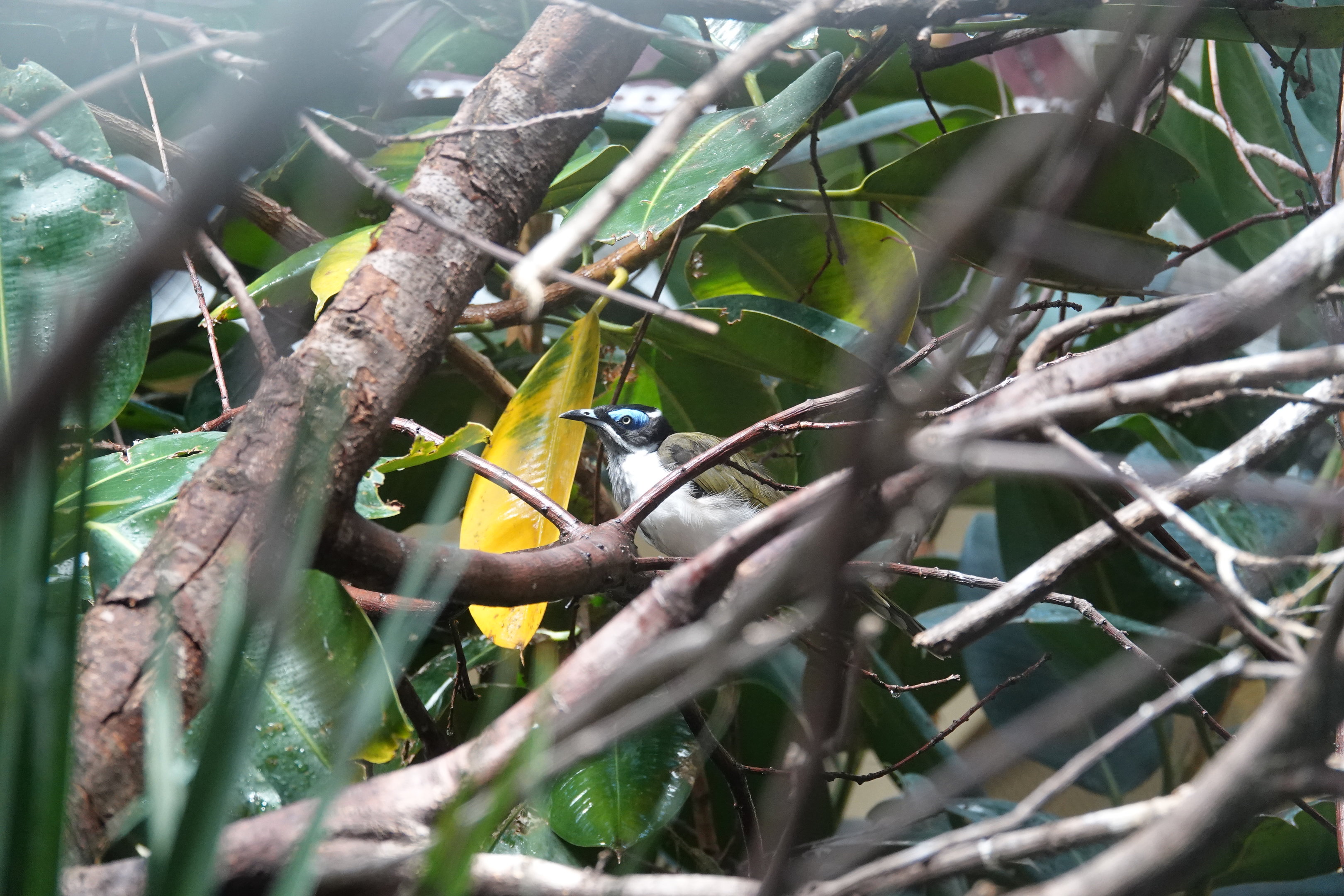 Blue-faced honeyeater