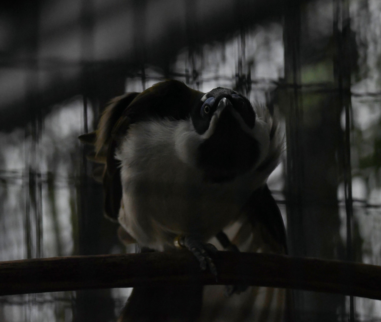 Blue-Faced Honeyeater