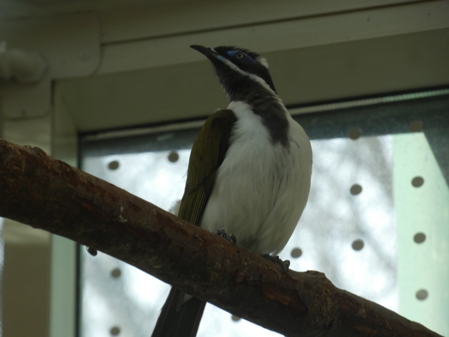 Blue-faced Honeyeater