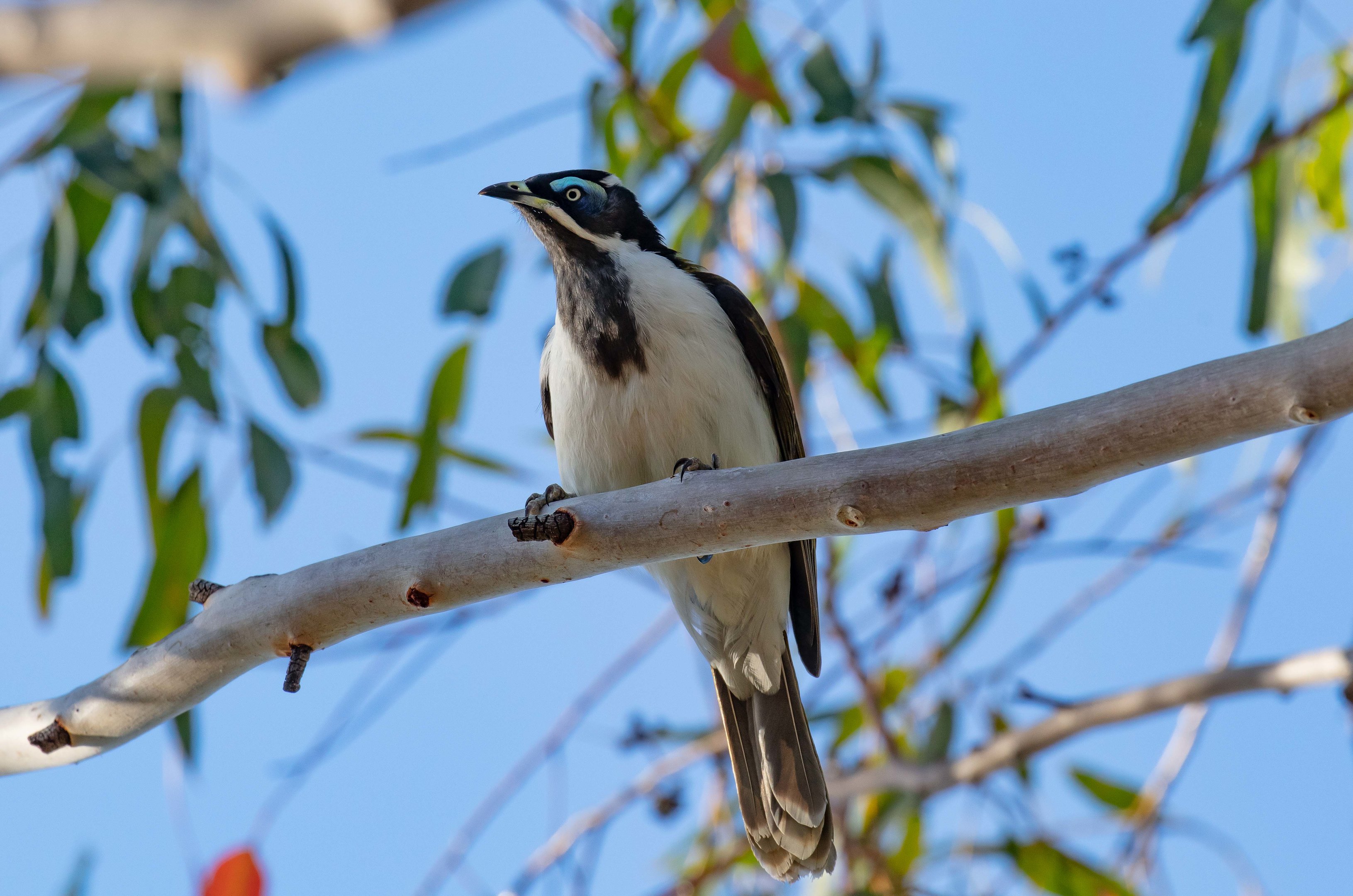 Blue-faced Honeyeater