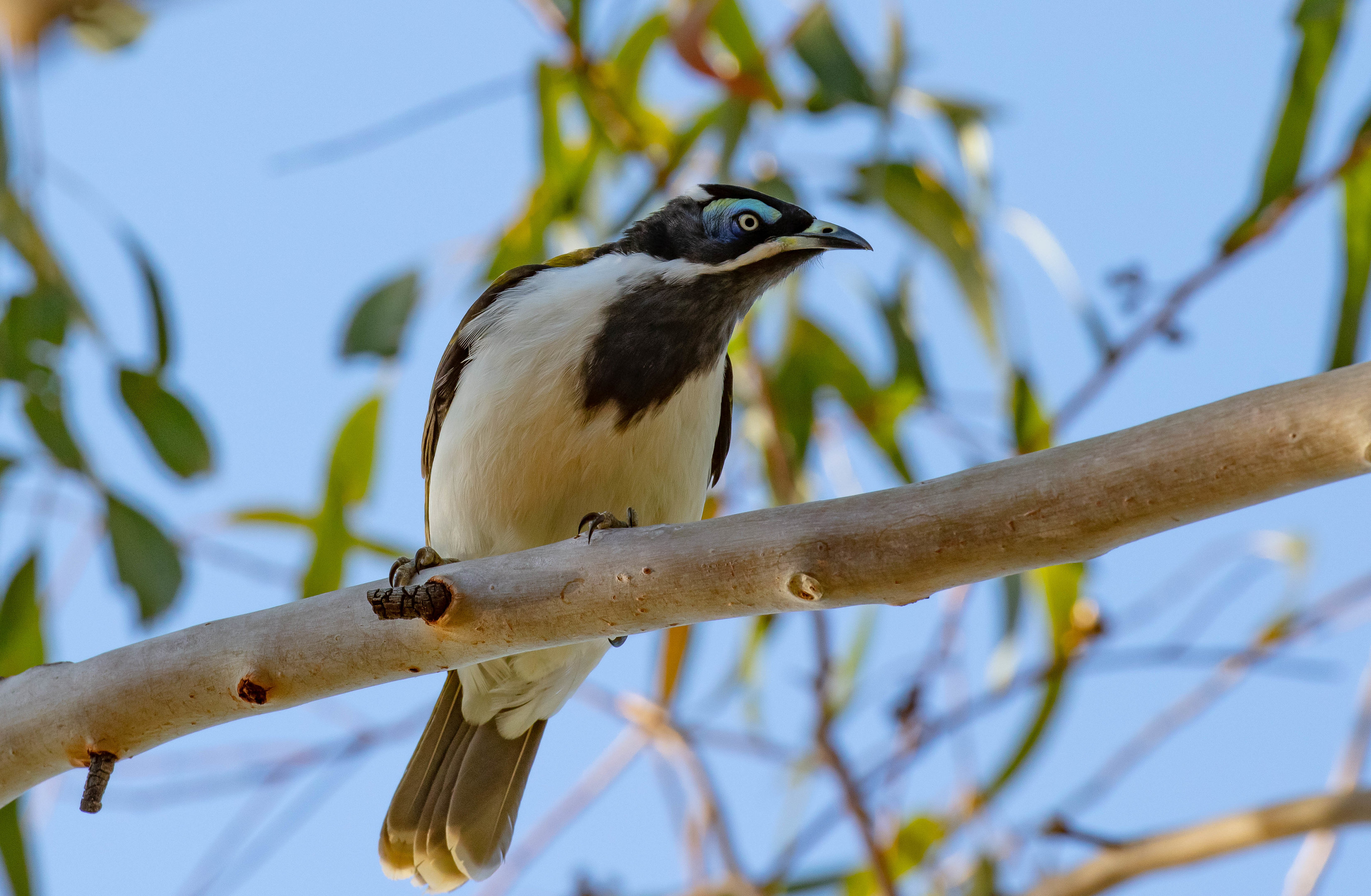 Blue-faced Honeyeater