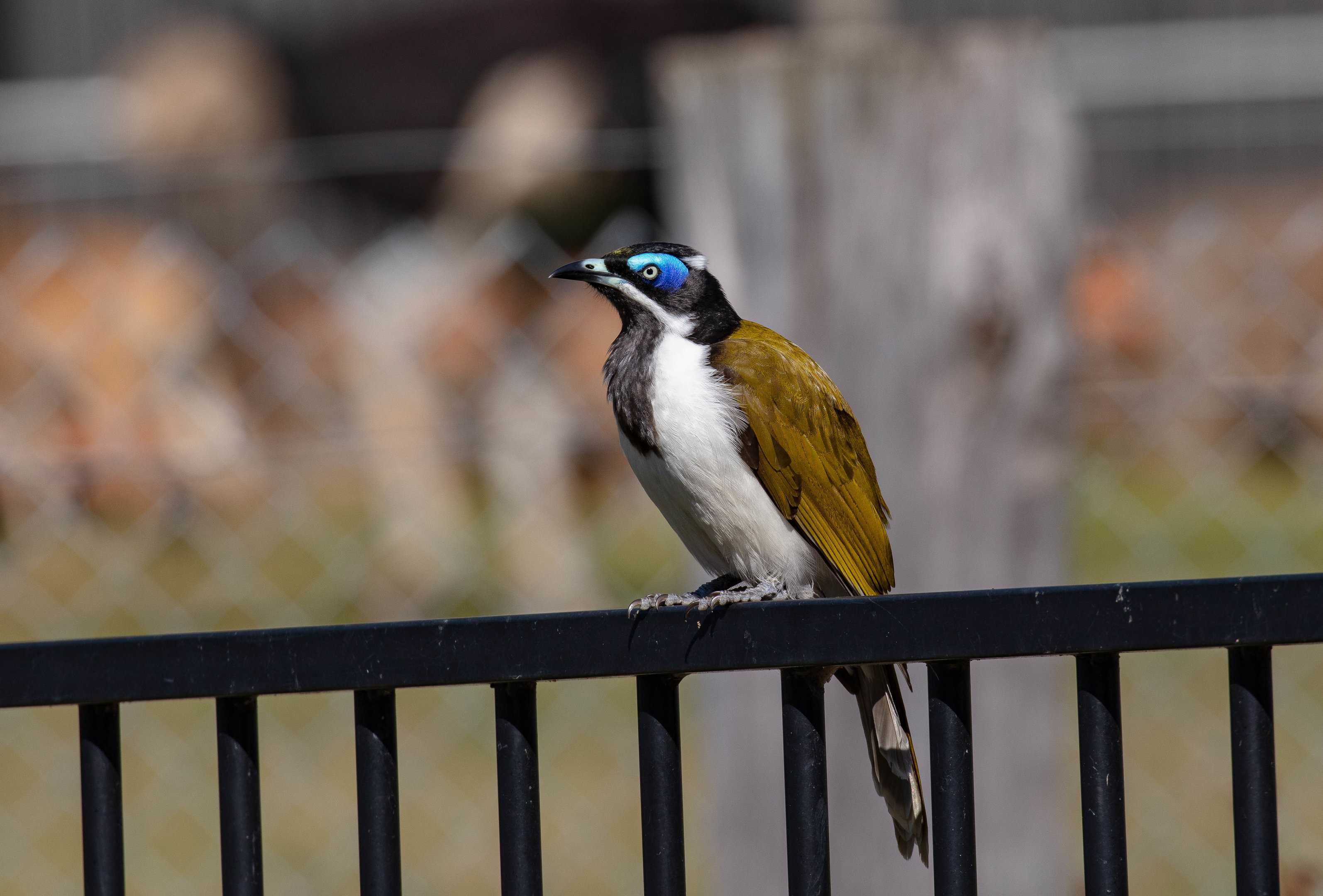 Blue-faced Honeyeater