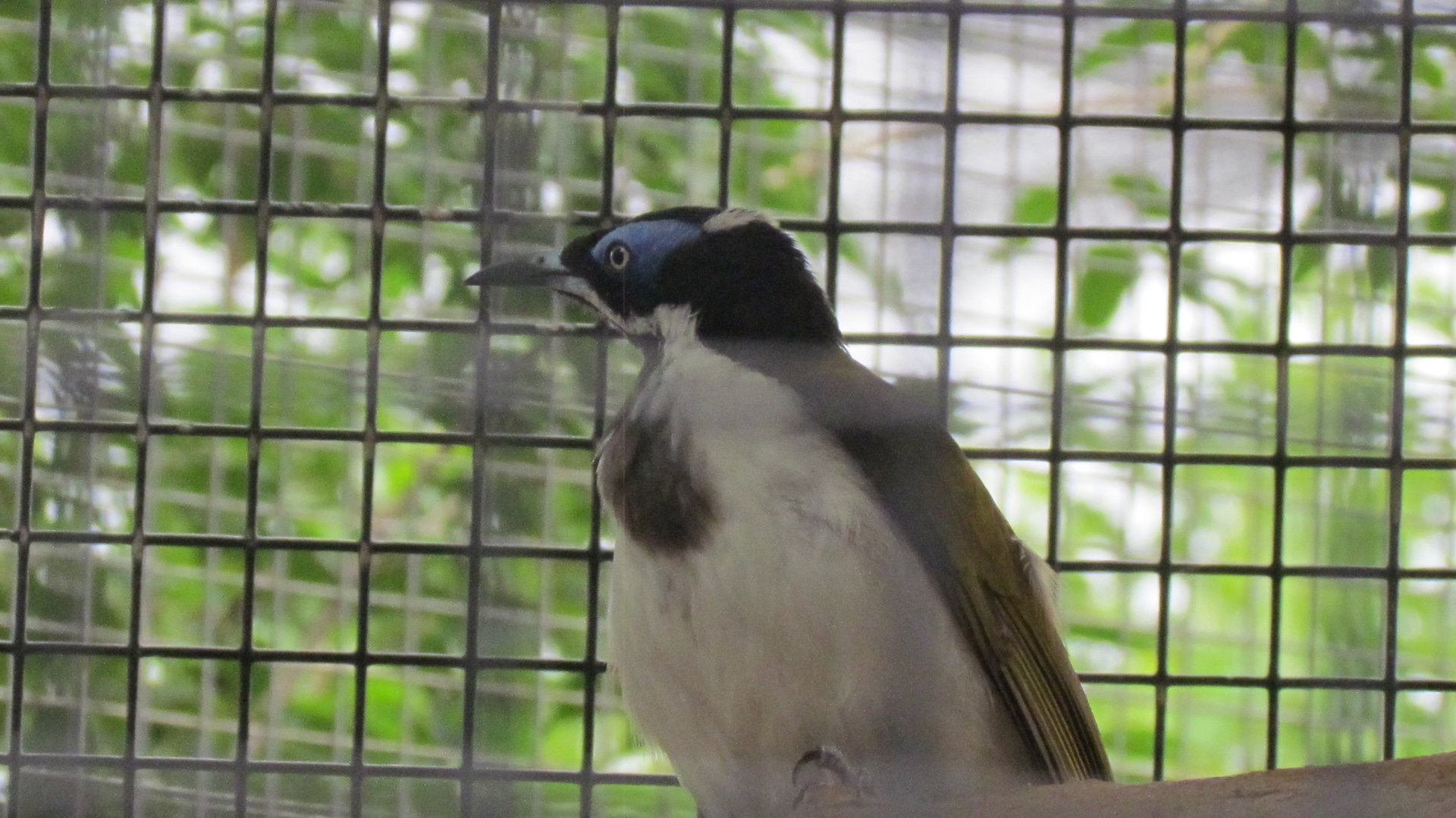 Blue-faced Honeyeater