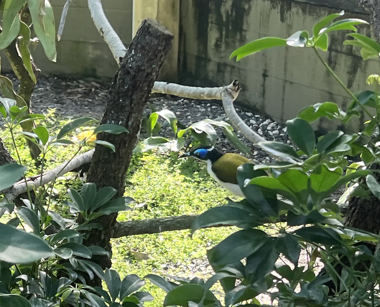Blue-faced Honeyeater