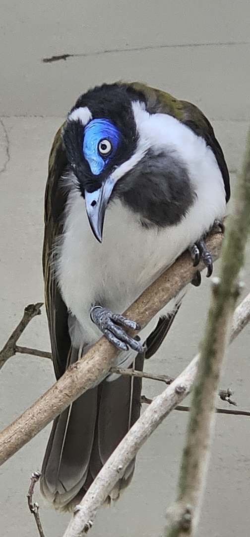 Blue faced honeyeater