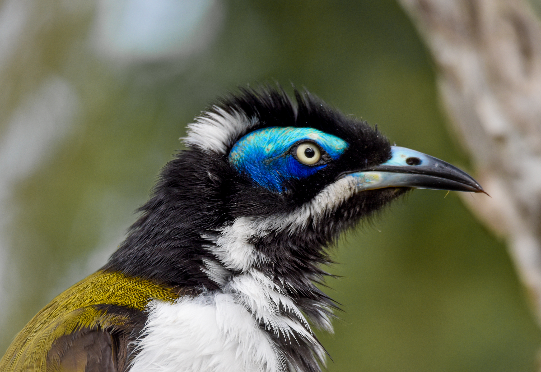 Blue-faced Honeyeater