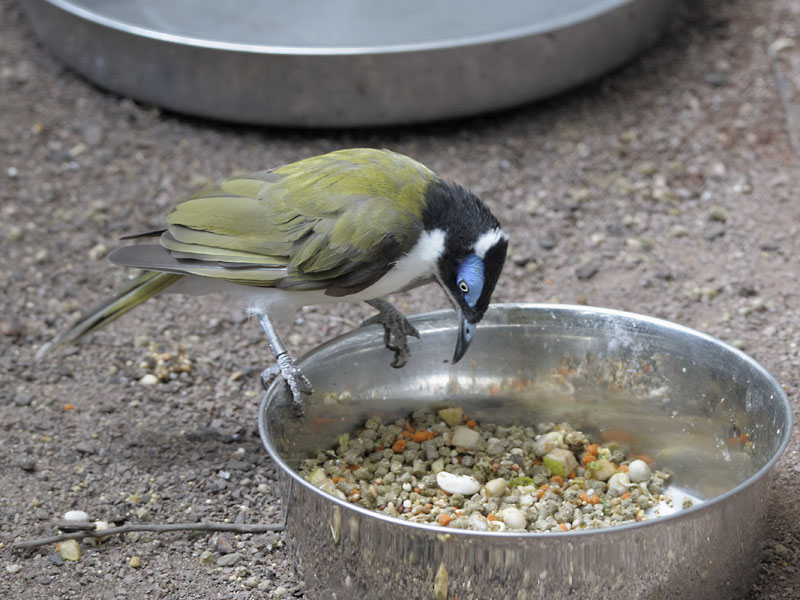 Blue-faced honeyeater