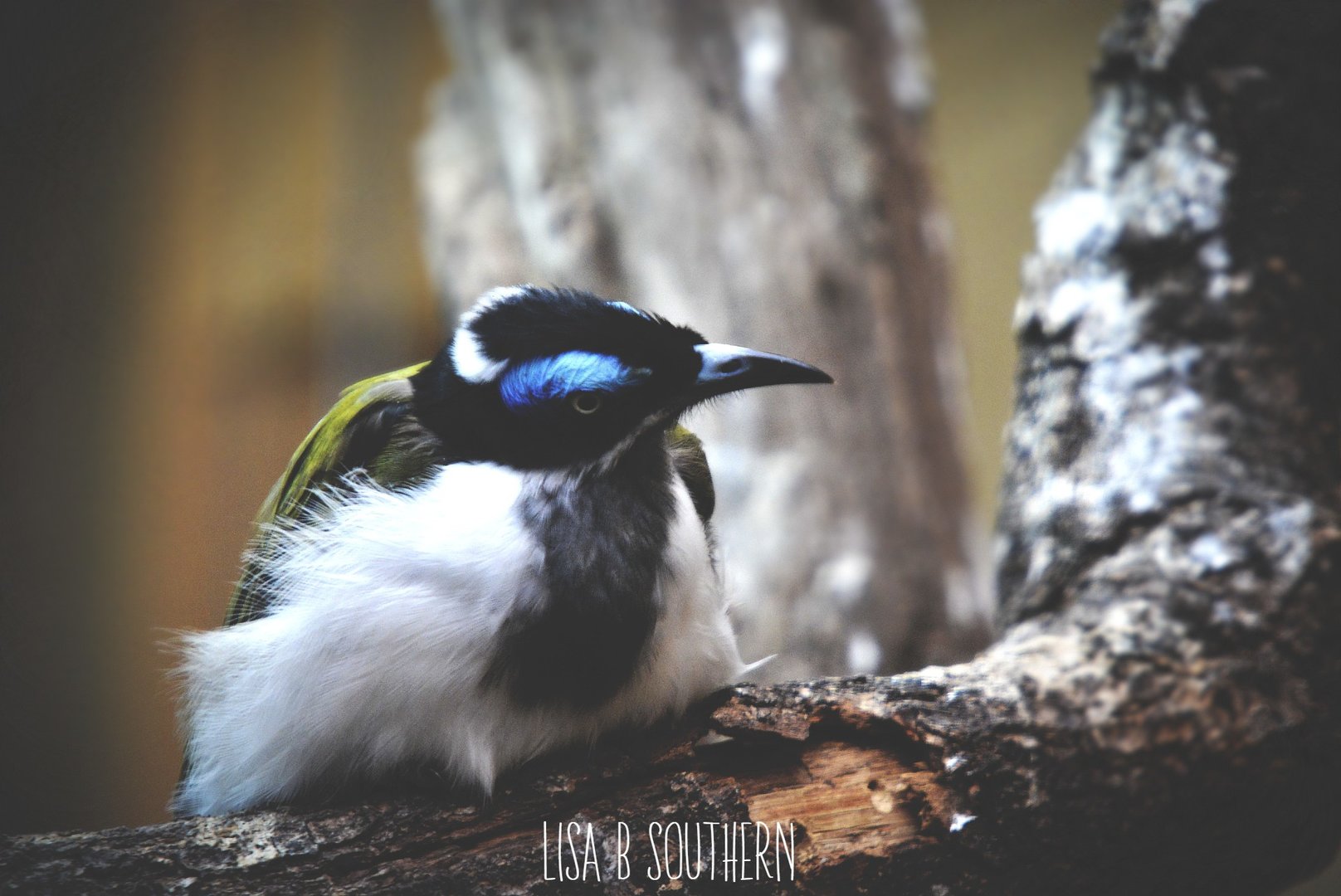 Blue Faced Honeyeater