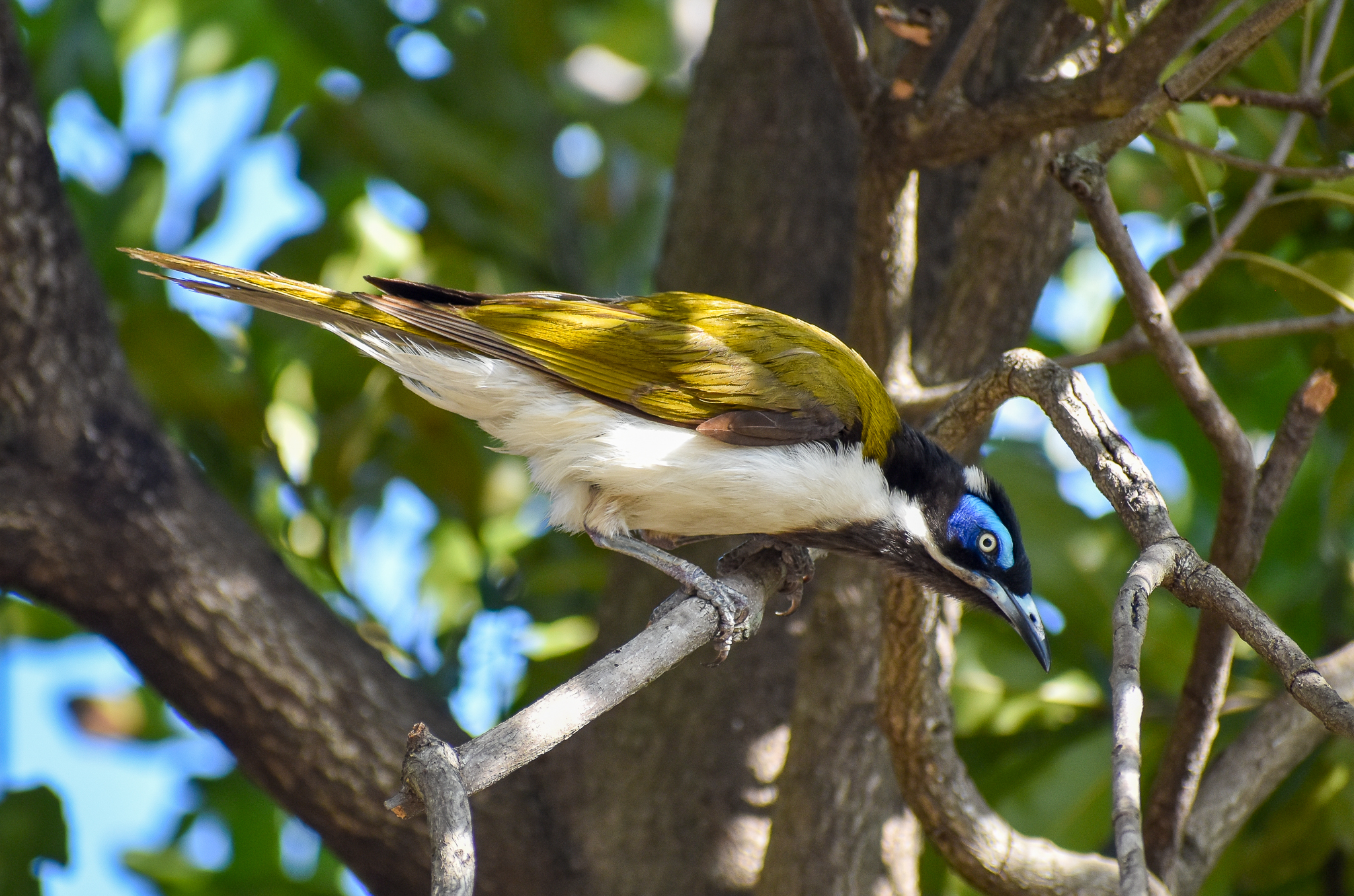 Blue-faced Honeyeater