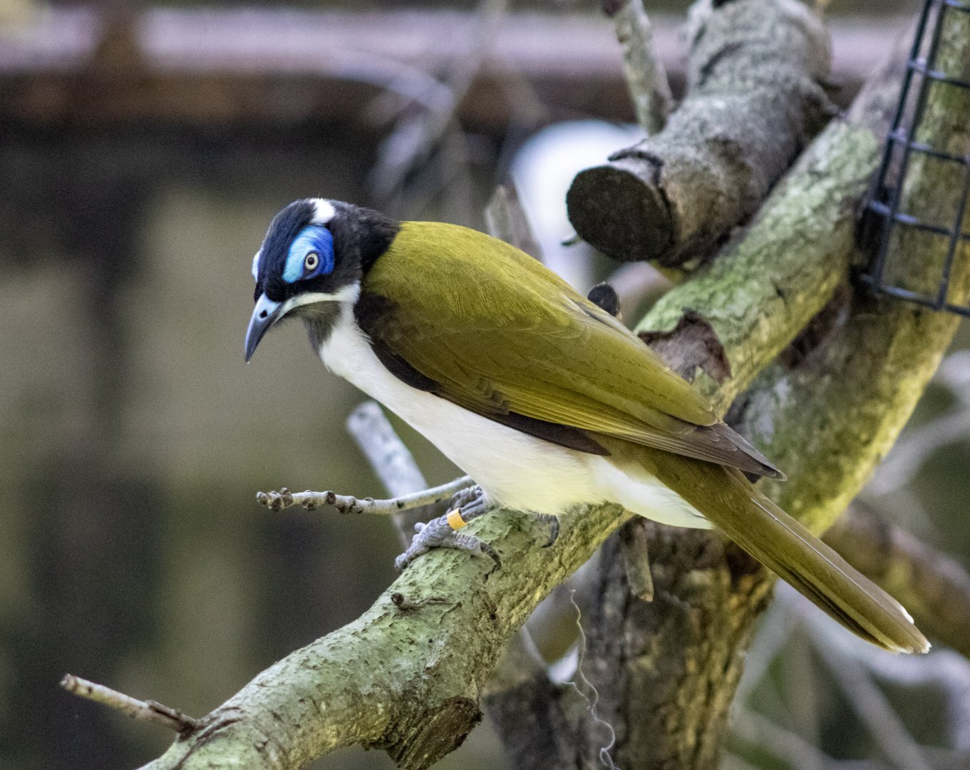 Blue-faced Honeyeater