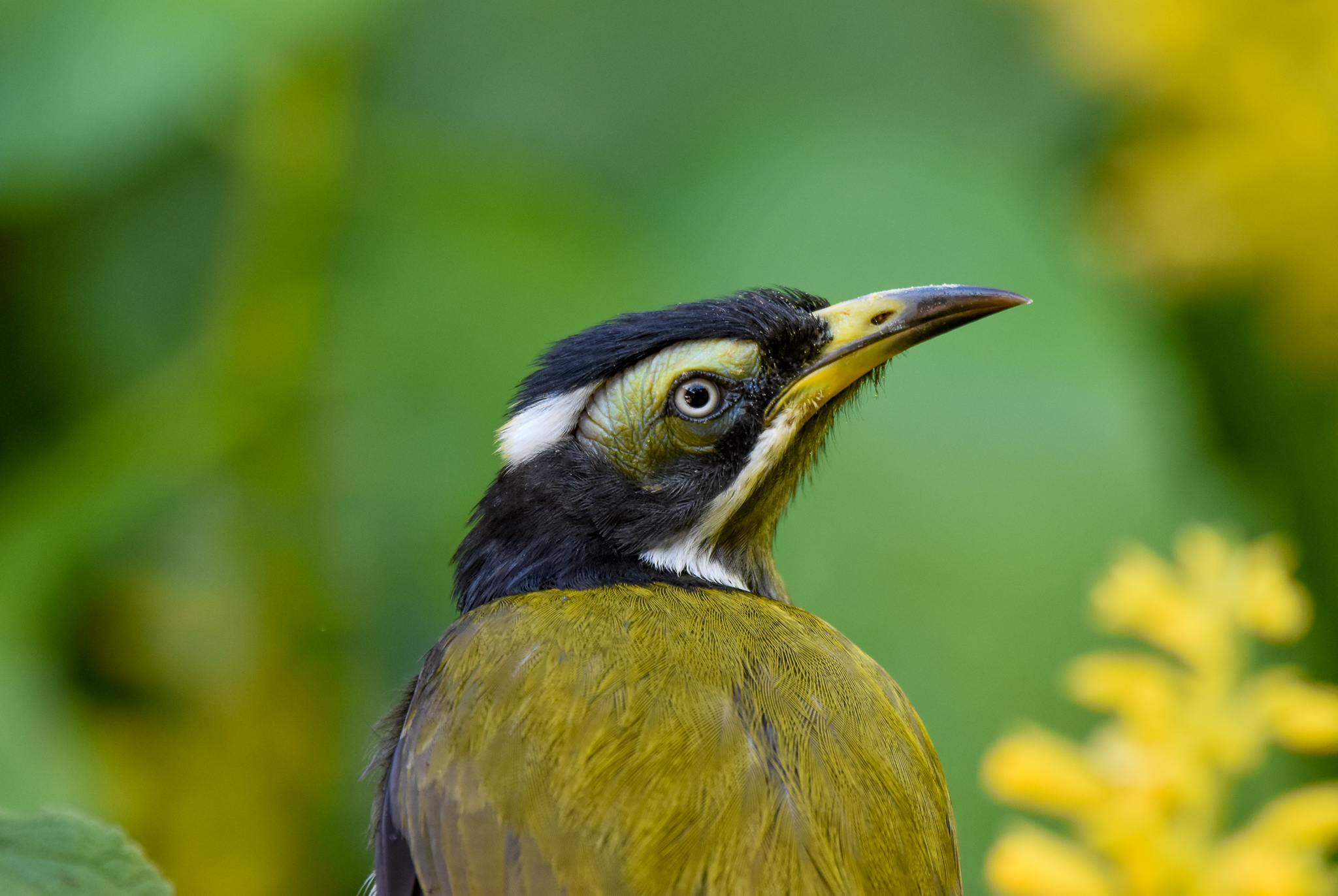 Blue-faced Honeyeater