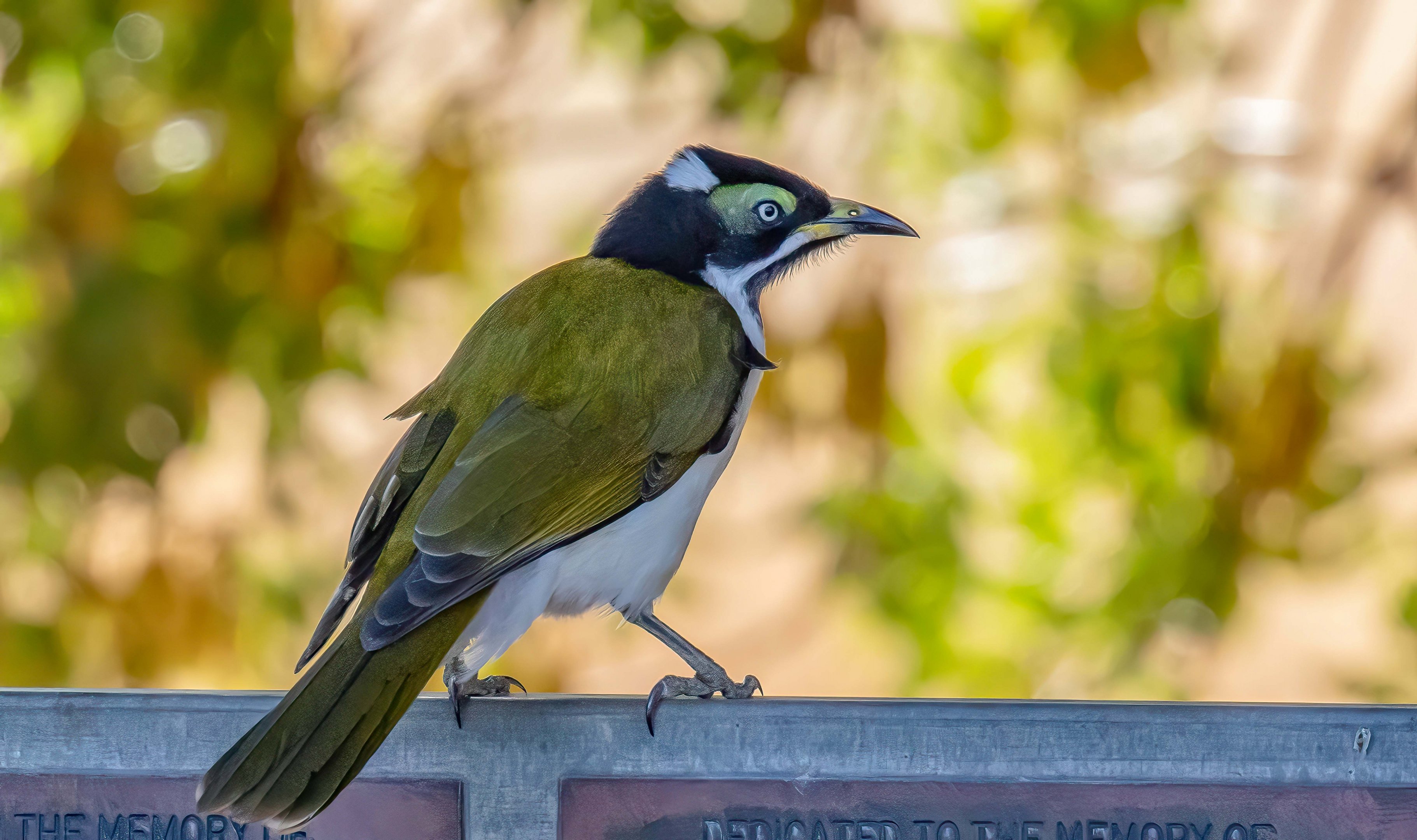 Blue-faced Honeyeater