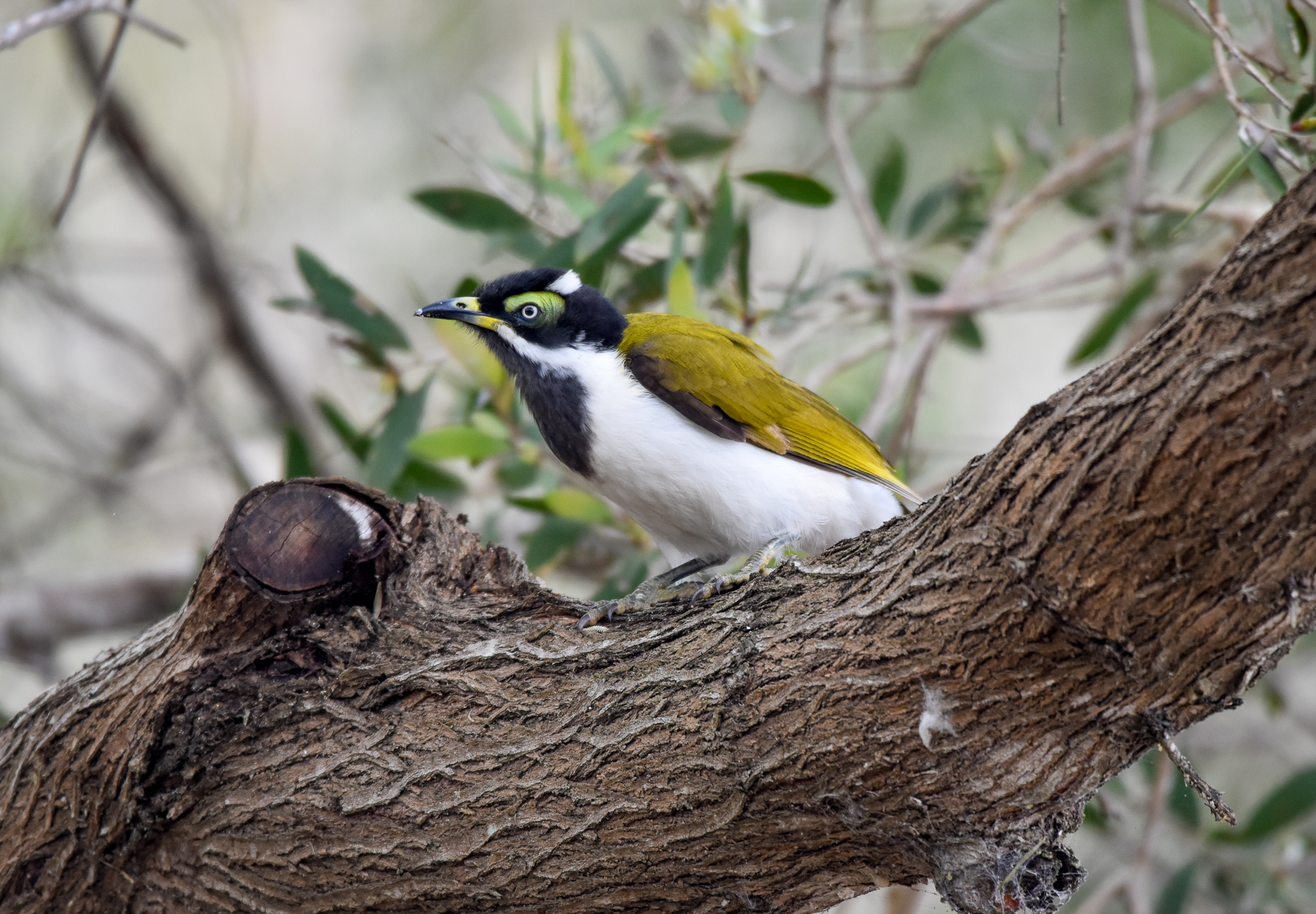 Blue-faced Honeyeater