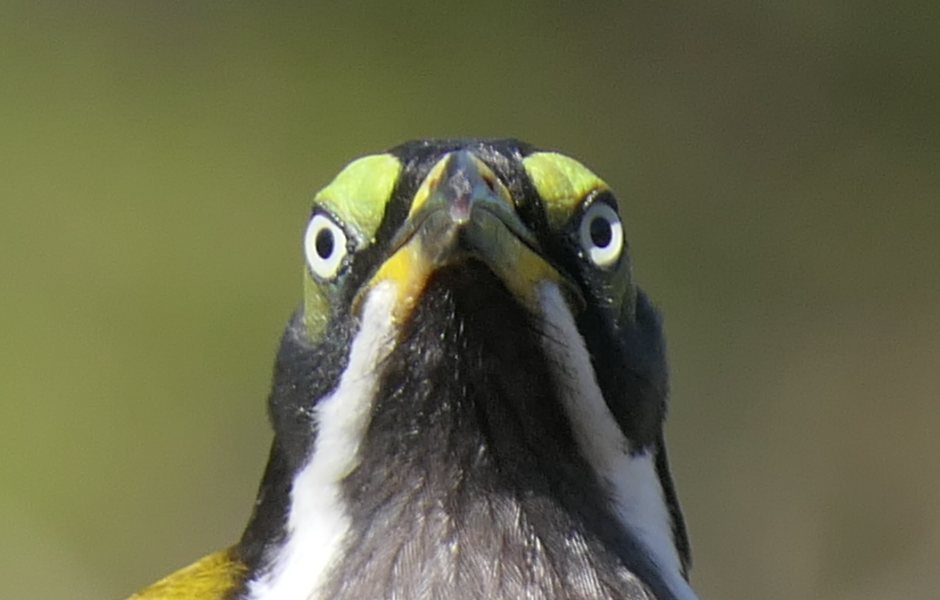 Blue-faced Honeyeater