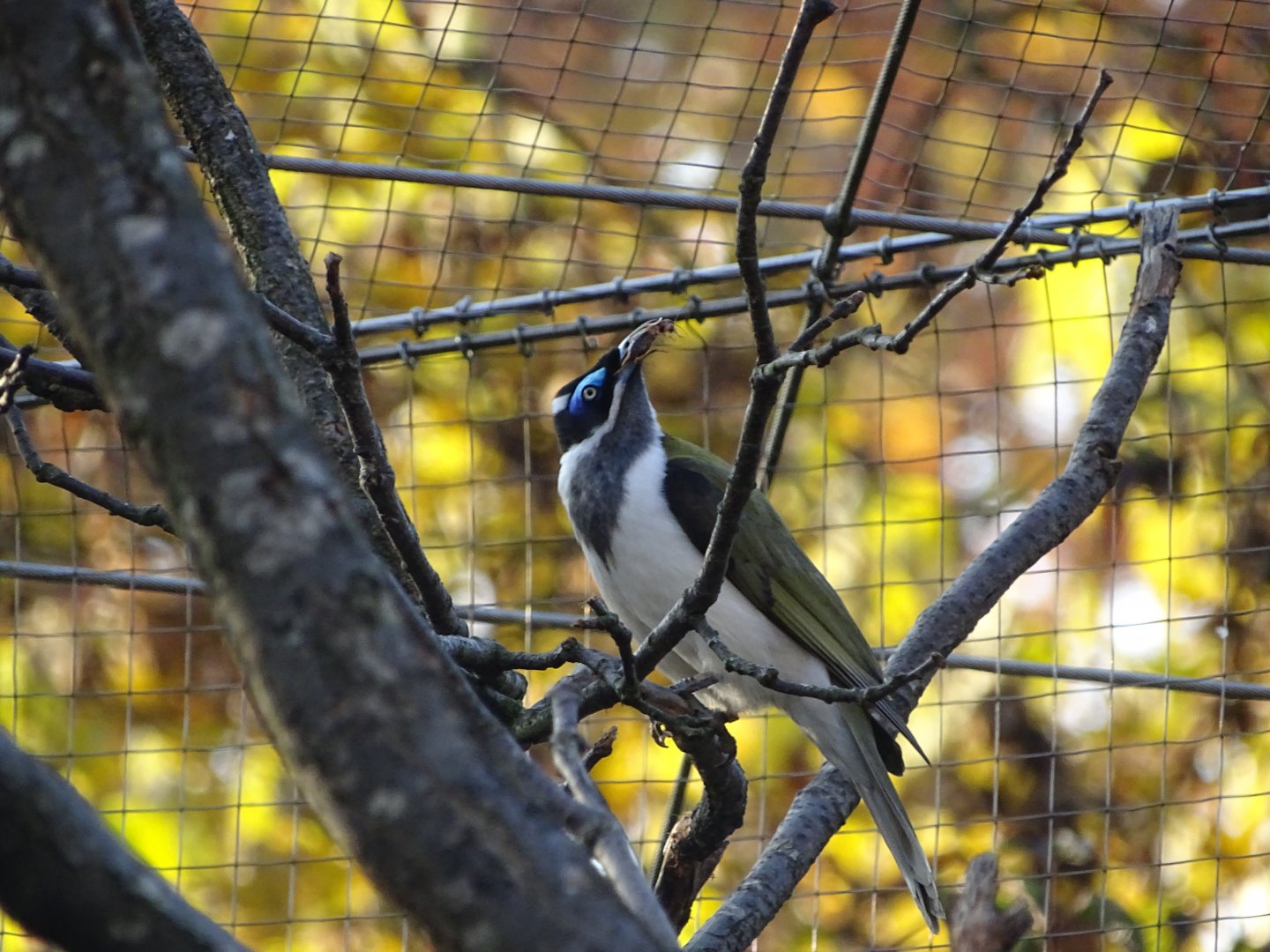 Blue-faced honeyeater