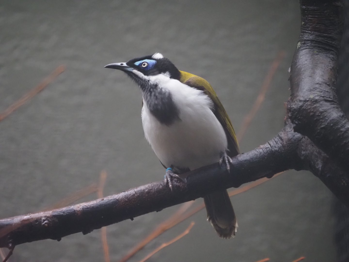 Blue-Faced Honeyeater