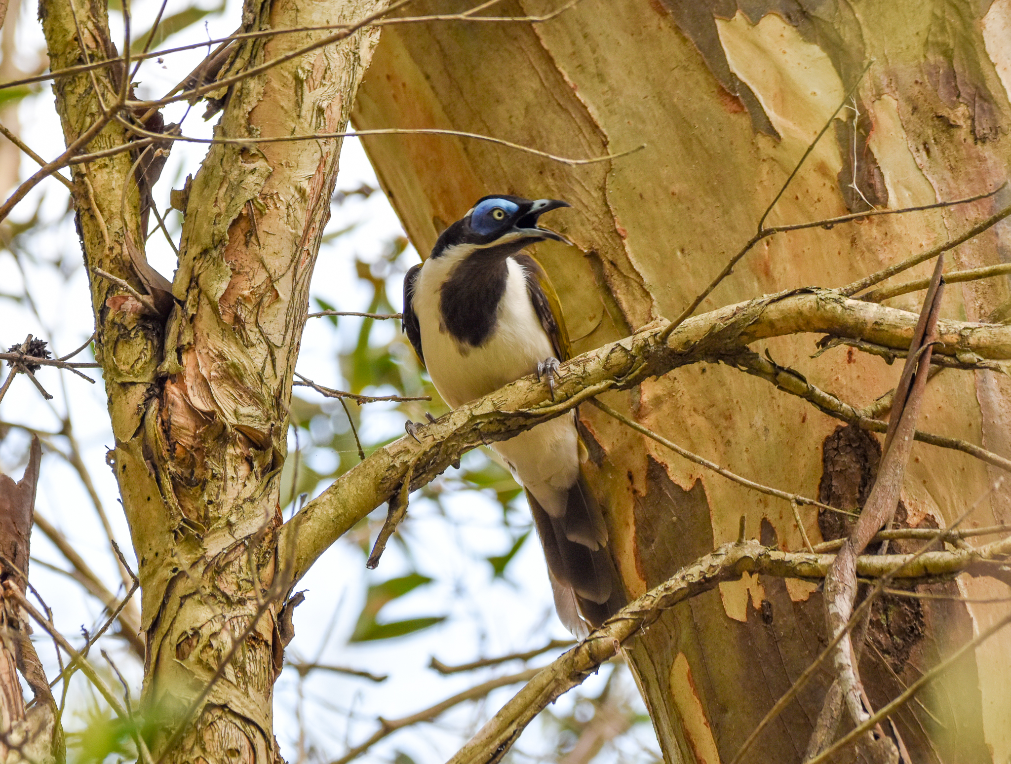 Blue-faced Honeyeater