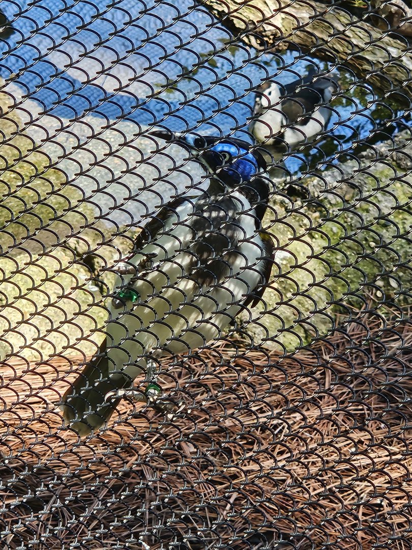 Blue-faced Honeyeater