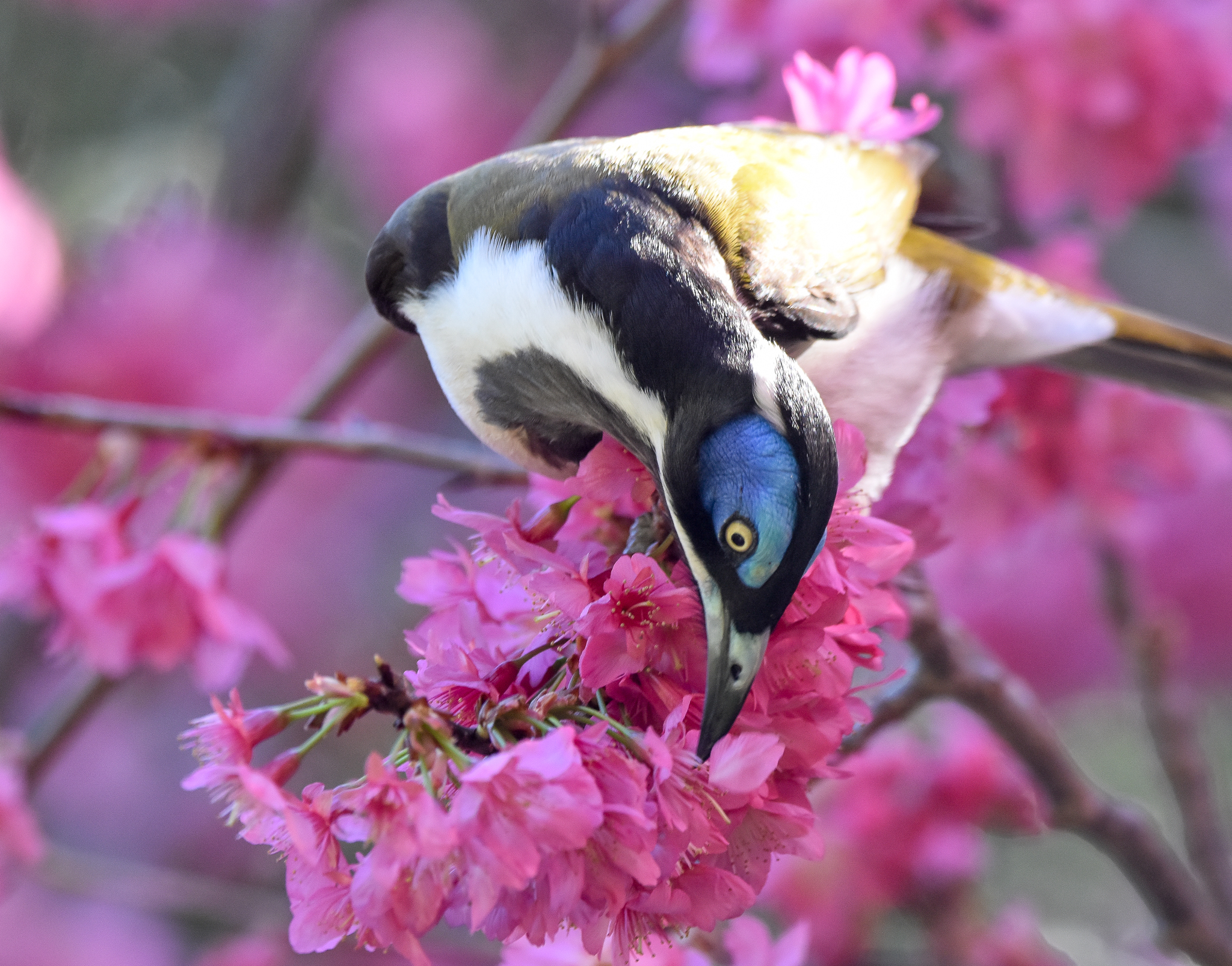 Blue-faced Honeyeater