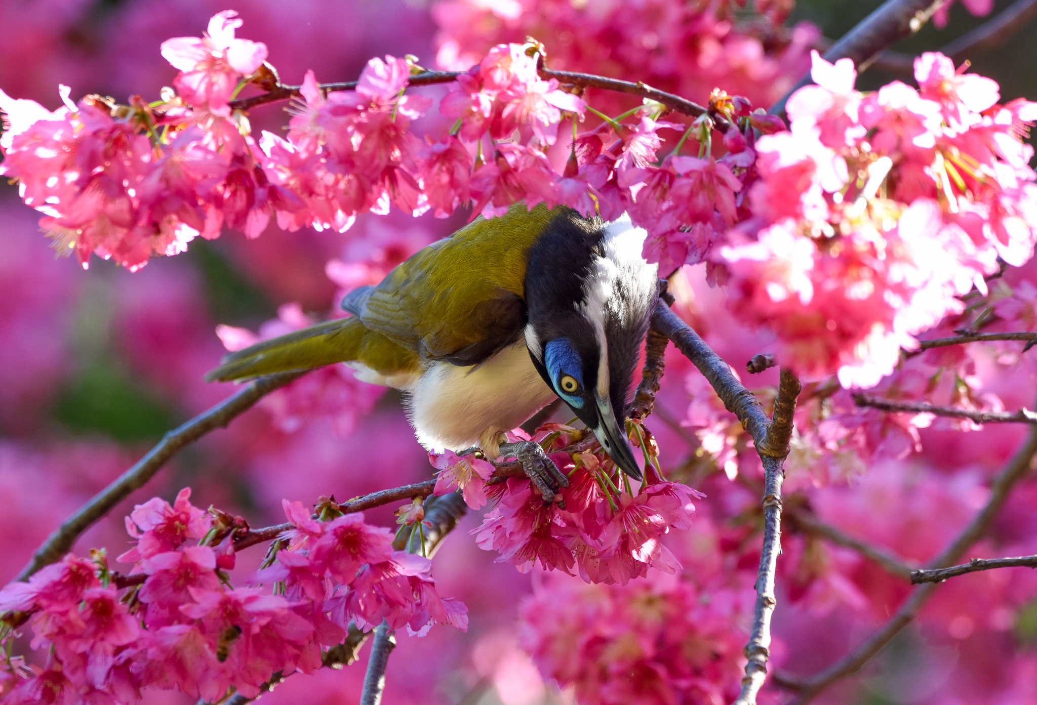 Blue-faced Honeyeater
