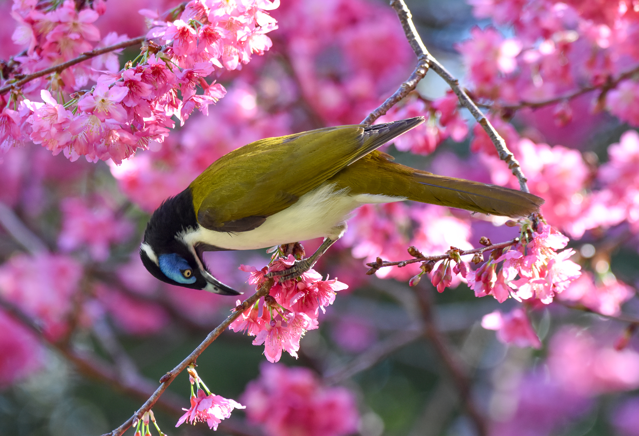 Blue-faced Honeyeater