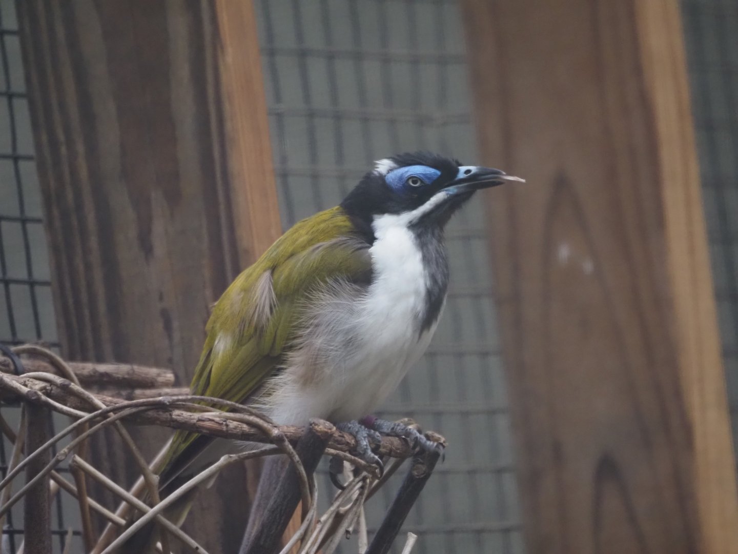 Blue-Faced Honeyeater