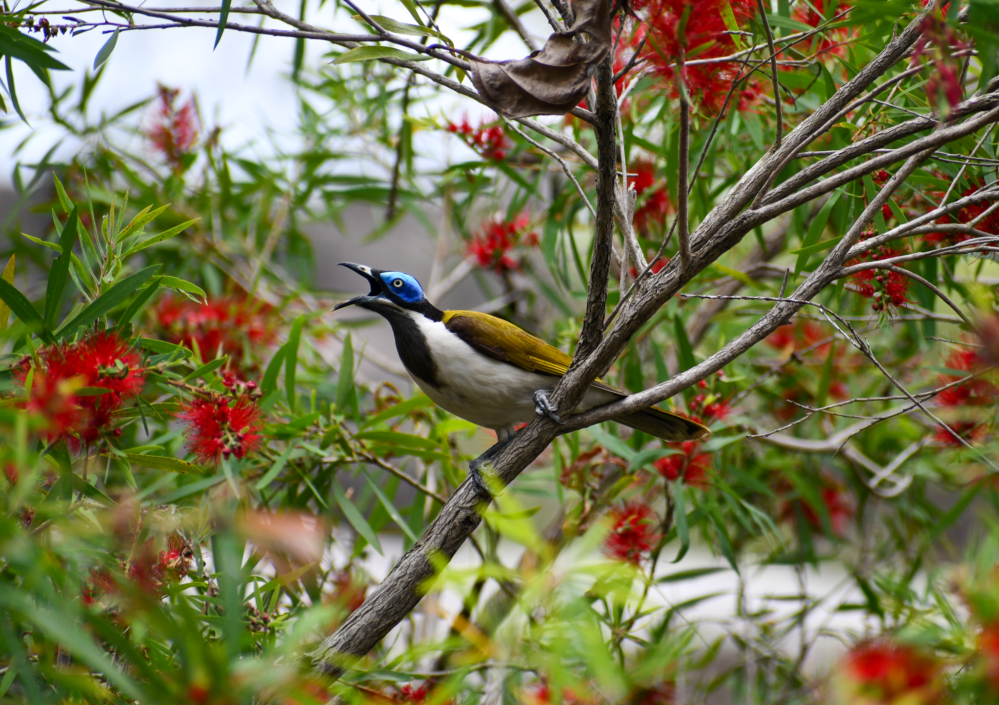 Blue-faced Honeyeater