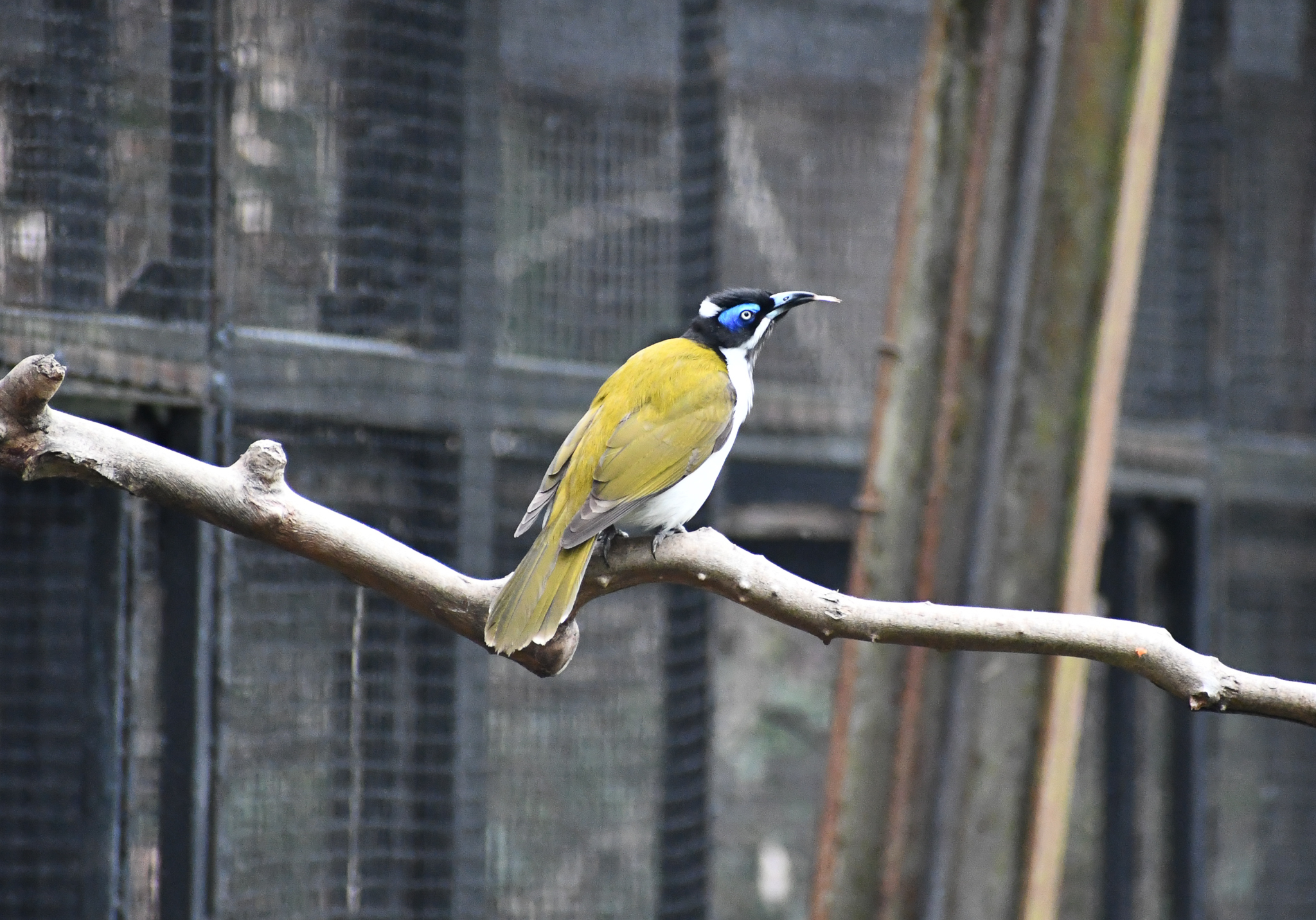 Blue-faced Honeyeater