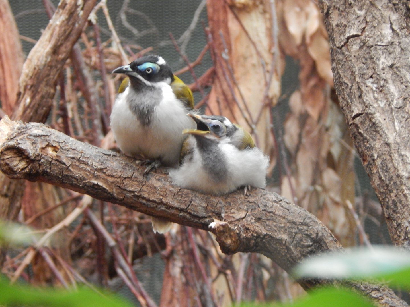 Blue-faced honeyeaters 150725