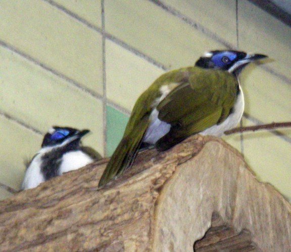 Blue-faced Honeyeaters (Entomyzon cyanotis)