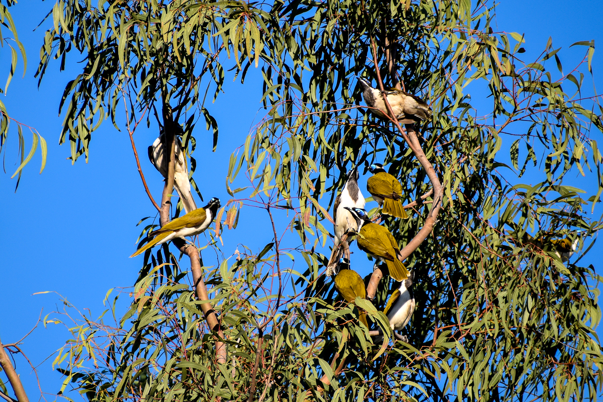 Blue-faced Honeyeaters (Entomyzon cyanotis)