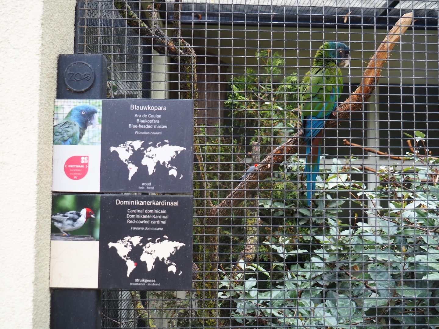 Blue-faced macaw (Primolius couloni) and signage