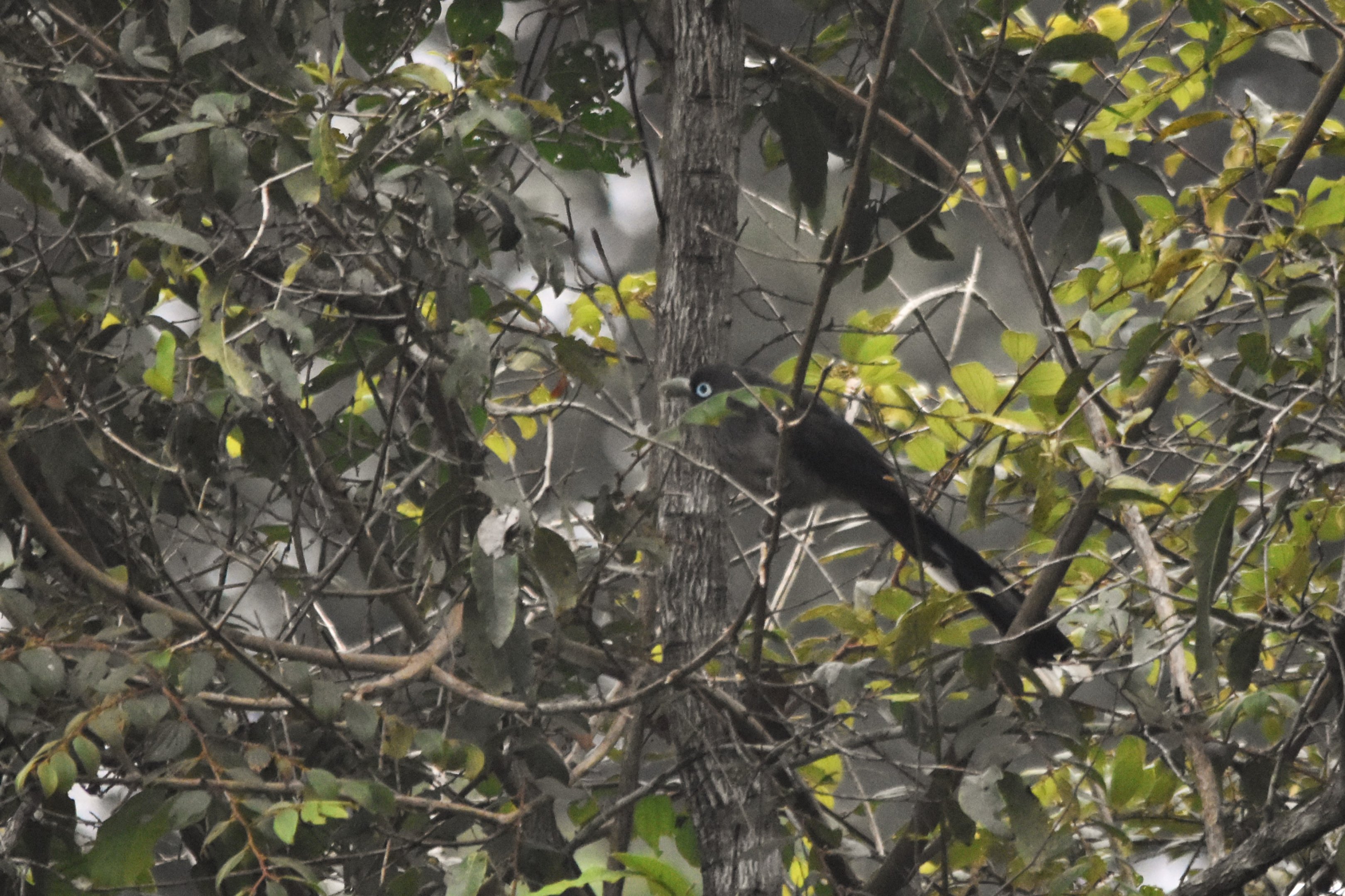 Blue-faced Malkoha, Nagarahole Tiger Reserve, 23rd November 2024