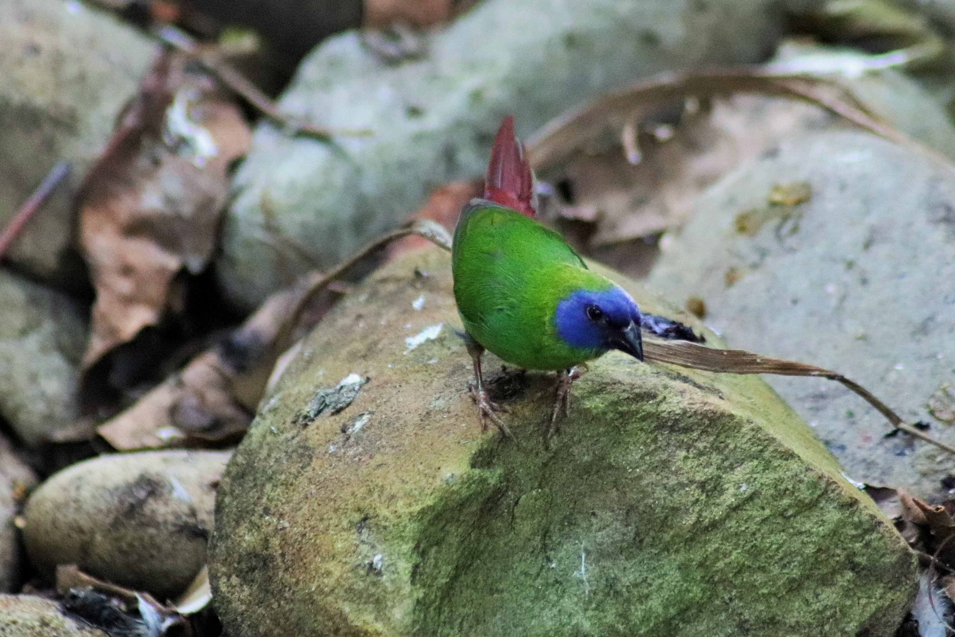 Blue-faced Parrot Finch (Erythrura trichroa)