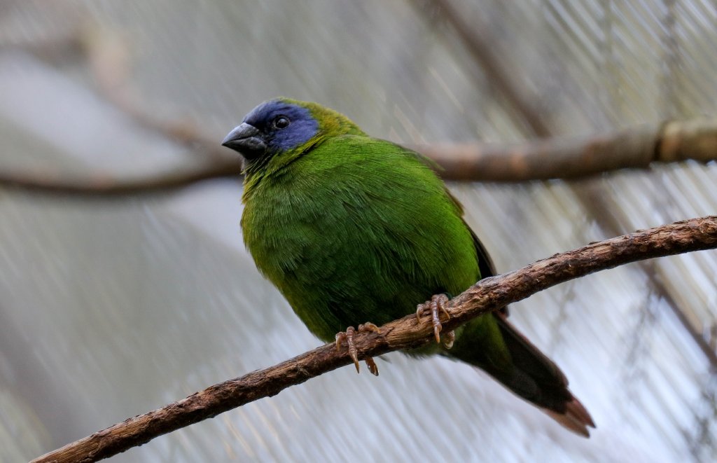 Blue-faced Parrot Finch