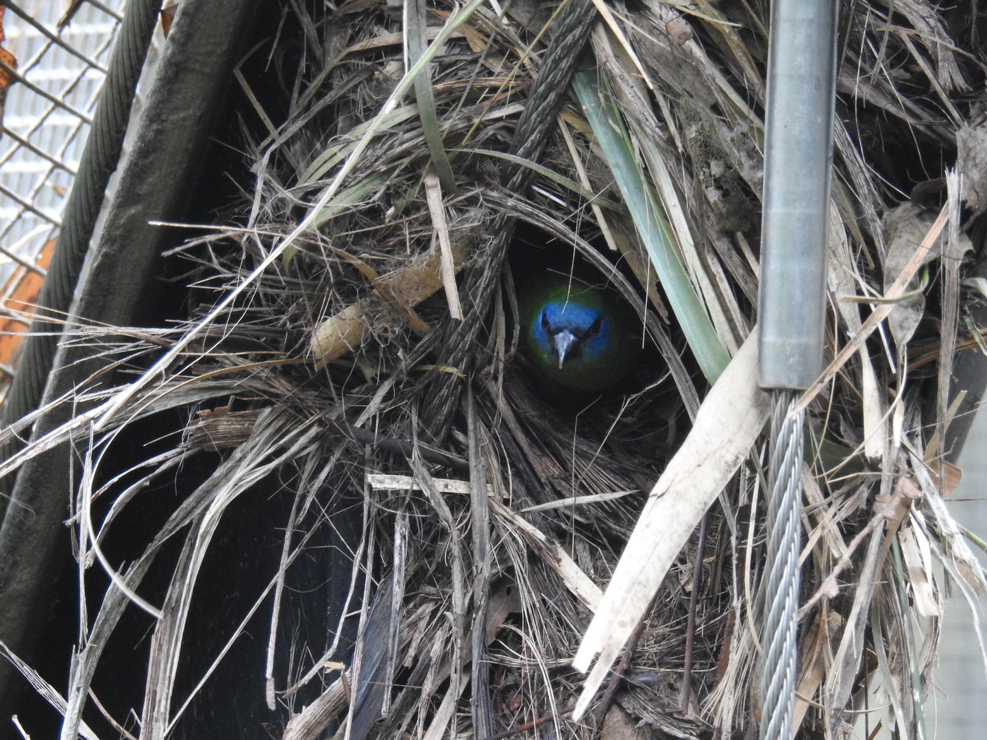 Blue-Faced Parrot-Finch