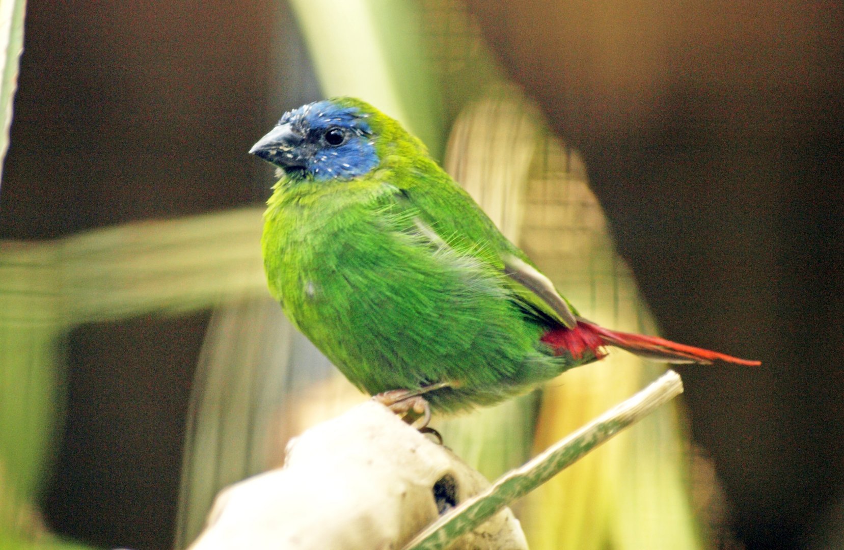 Blue-faced Parrot finch