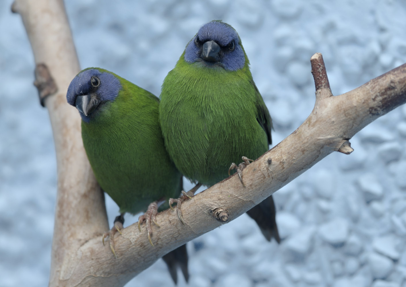Blue-faced parrot finches