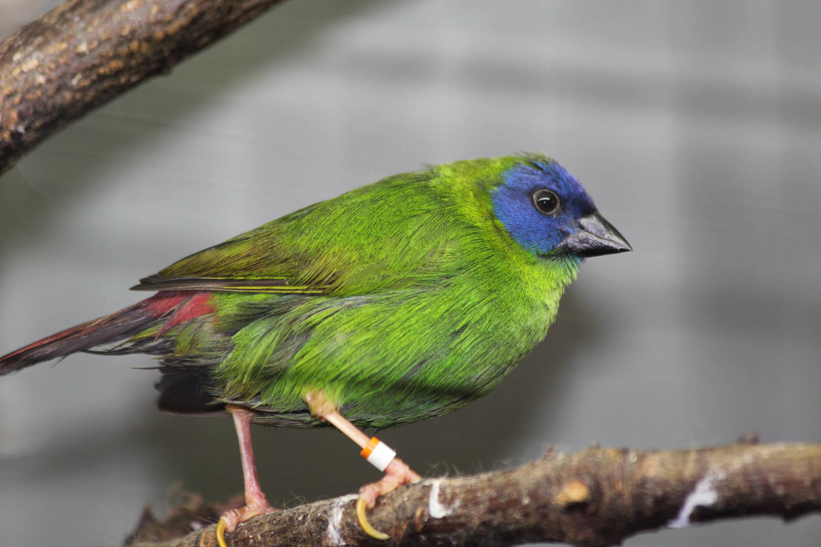 Blue-faced Parrotfinch - Amazon World Zoo - March 2013