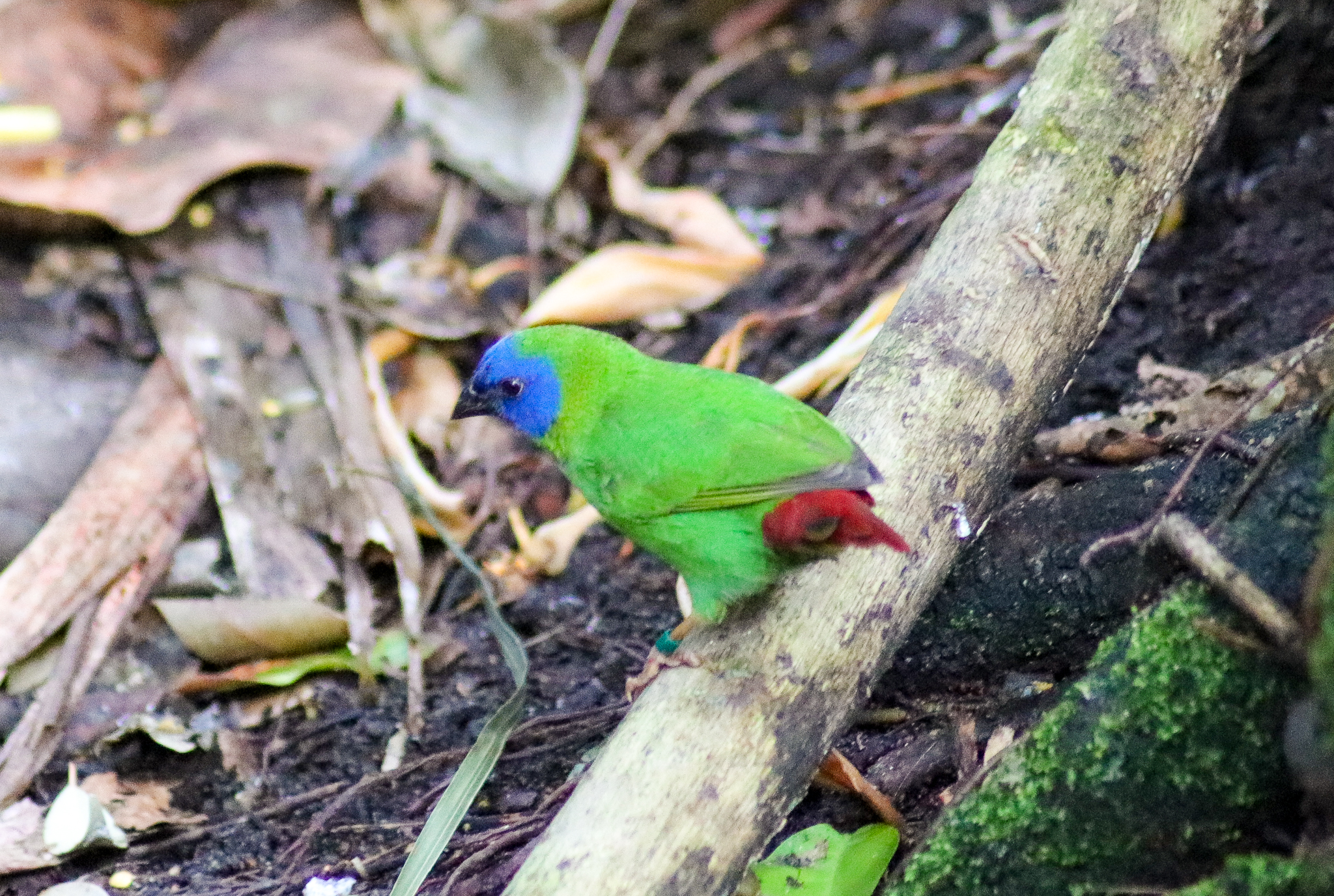Blue-faced Parrotfinch (Erythrura trichroa) - December 2019