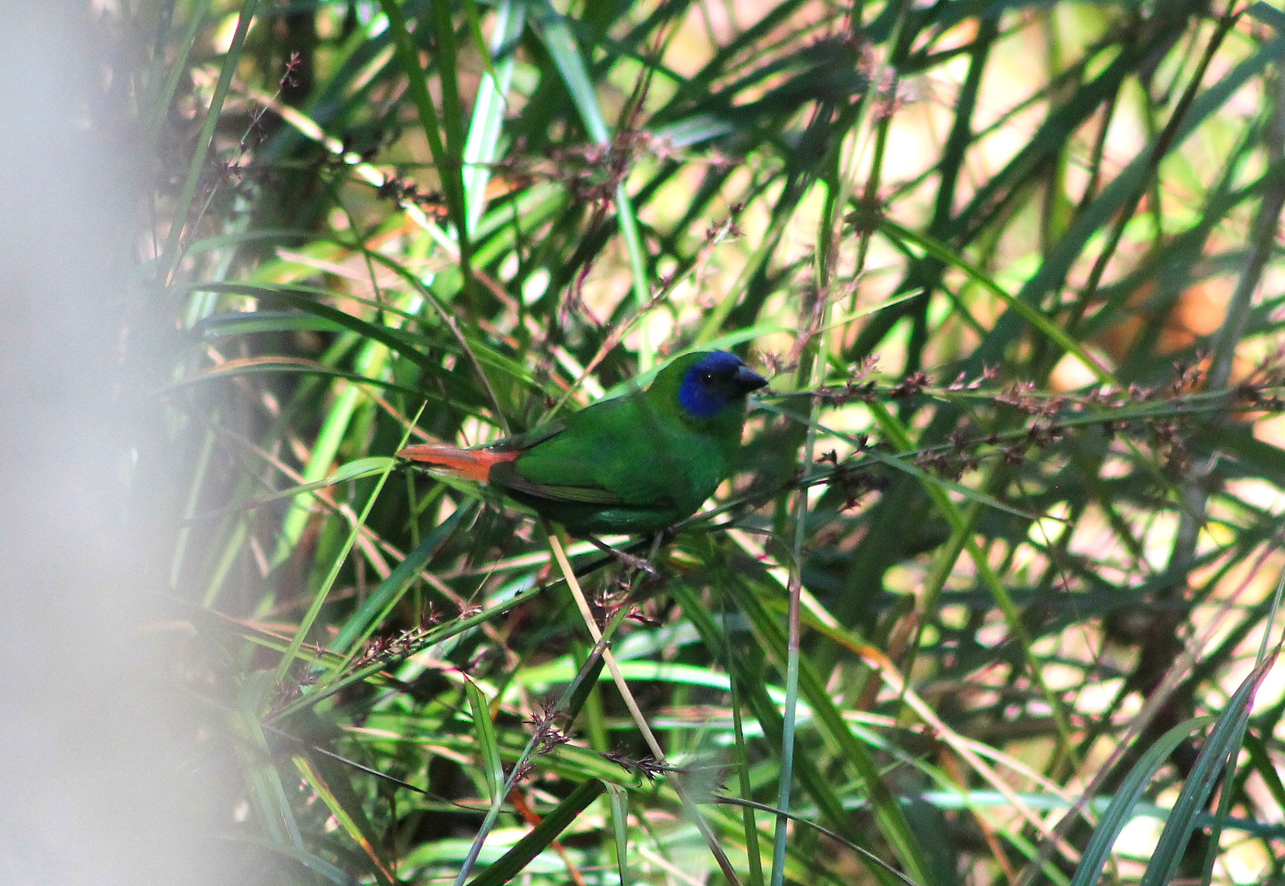 Blue-faced Parrotfinch (Erythrura trichroa)