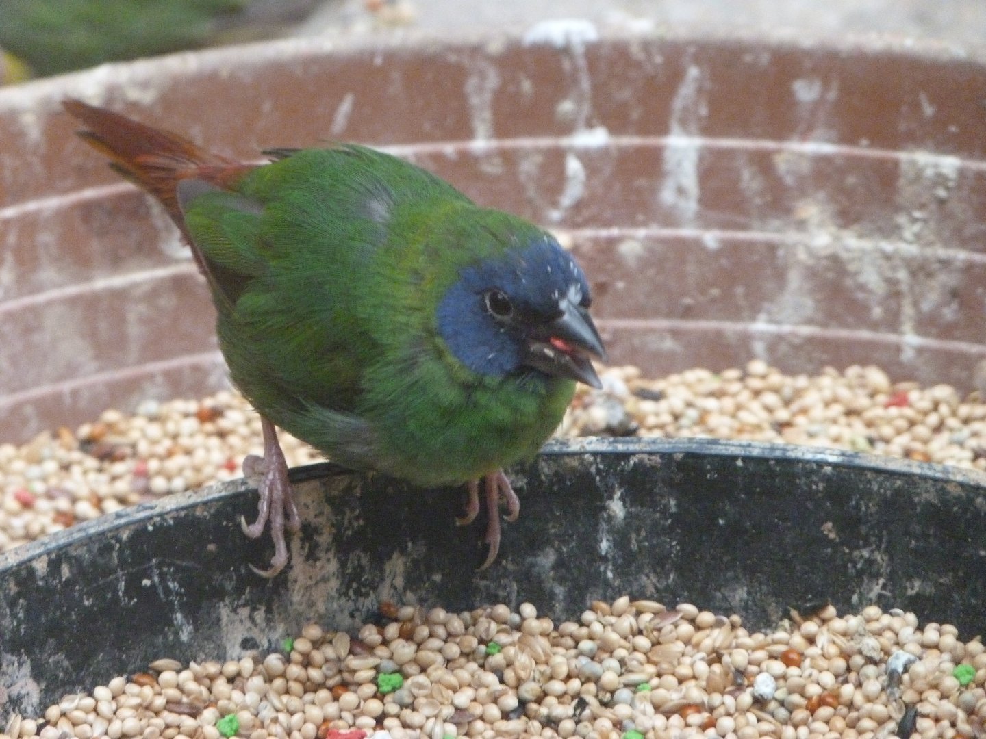 Blue-faced parrotfinch -Zoo de Santillana del Mar (2024)