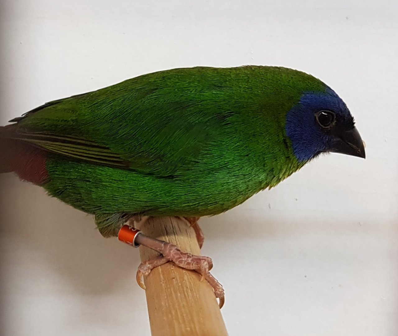 Blue-faced parrotfinch