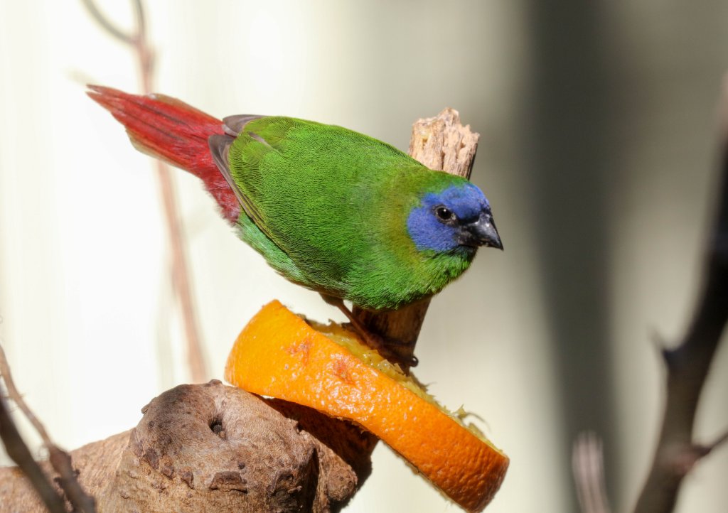 Blue-faced Parrotfinch