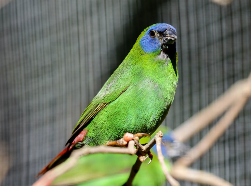 Blue-faced Parrotfinch