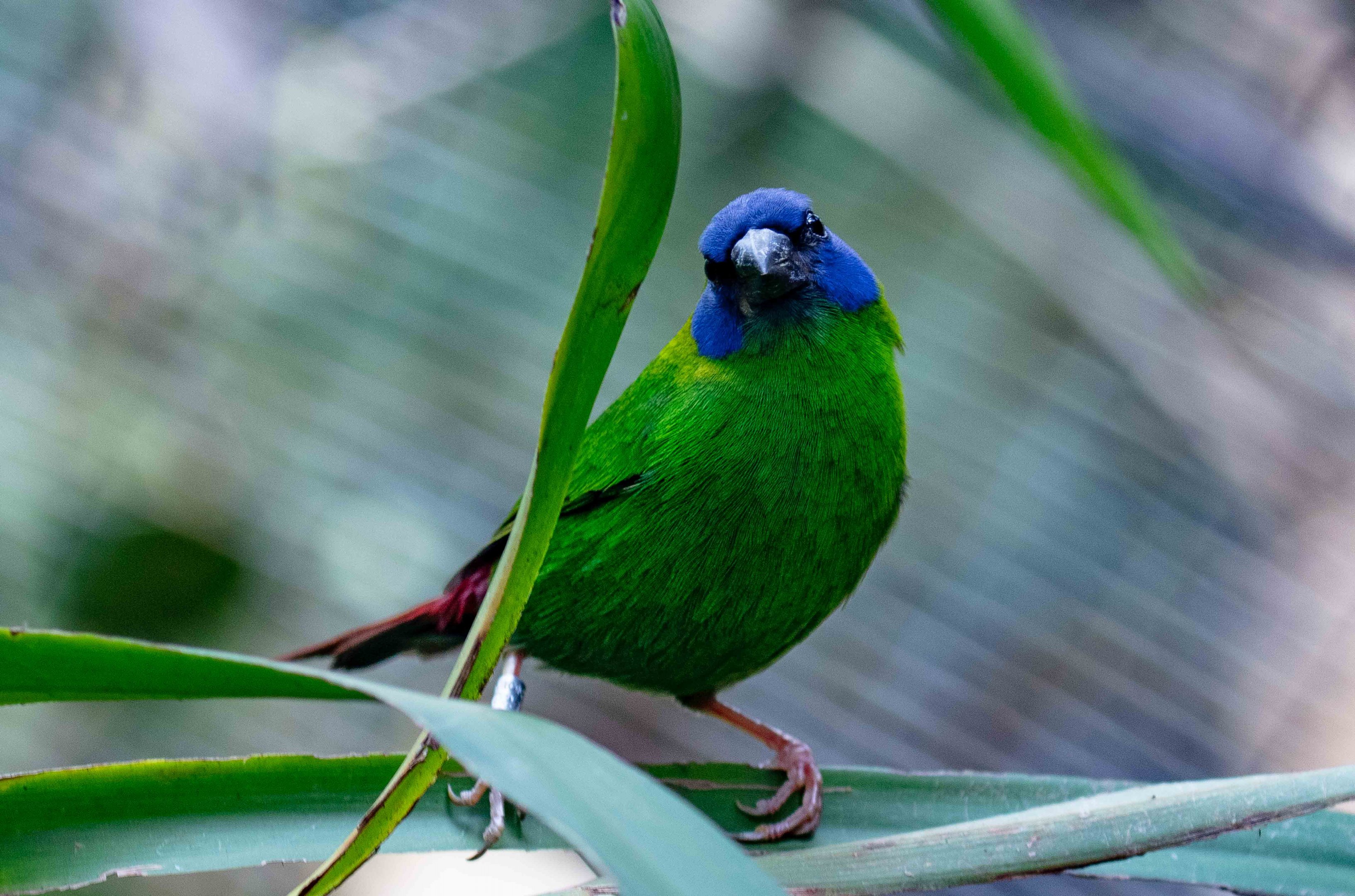 Blue-faced Parrotfinch