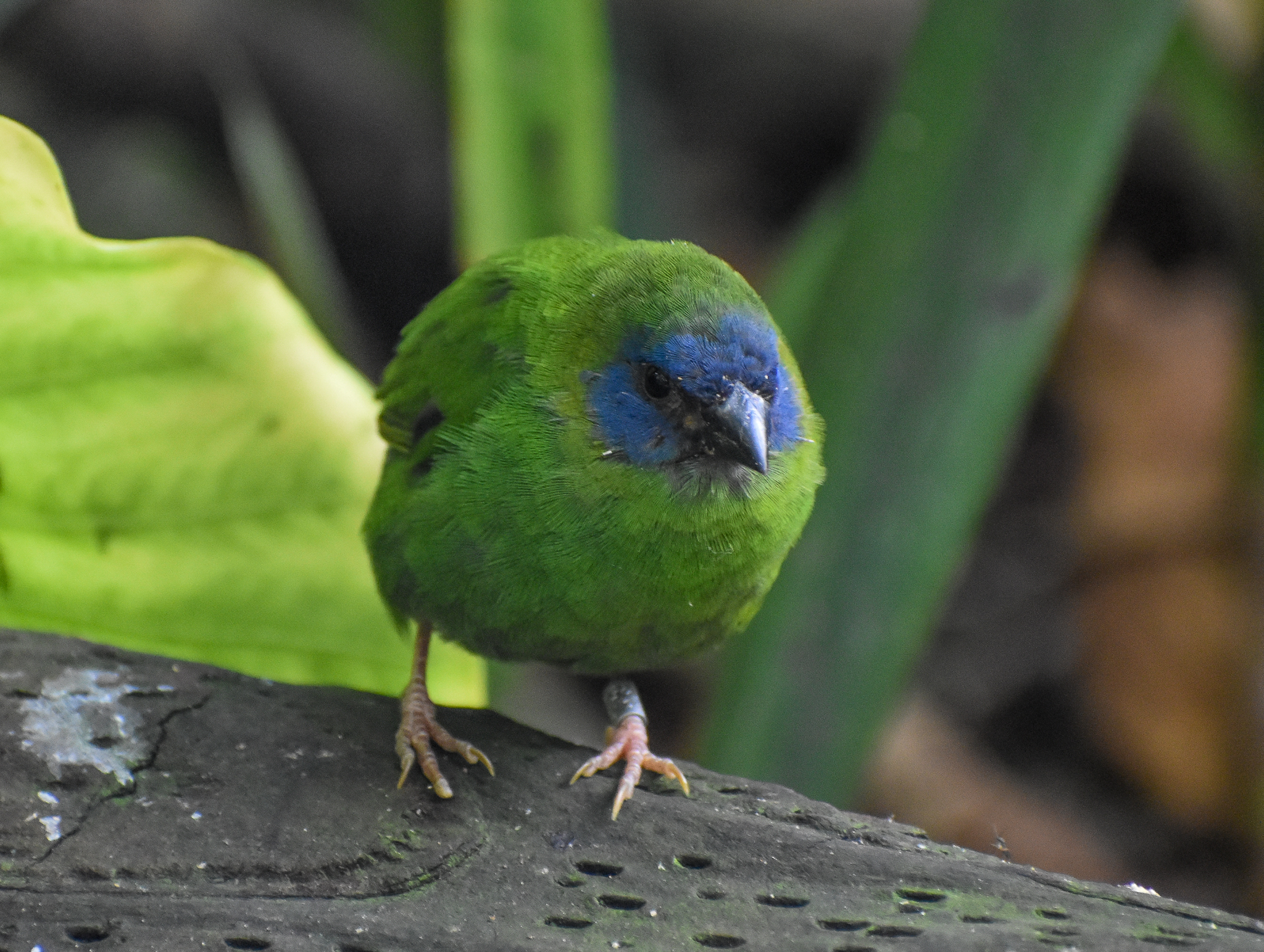 Blue-faced Parrotfinch