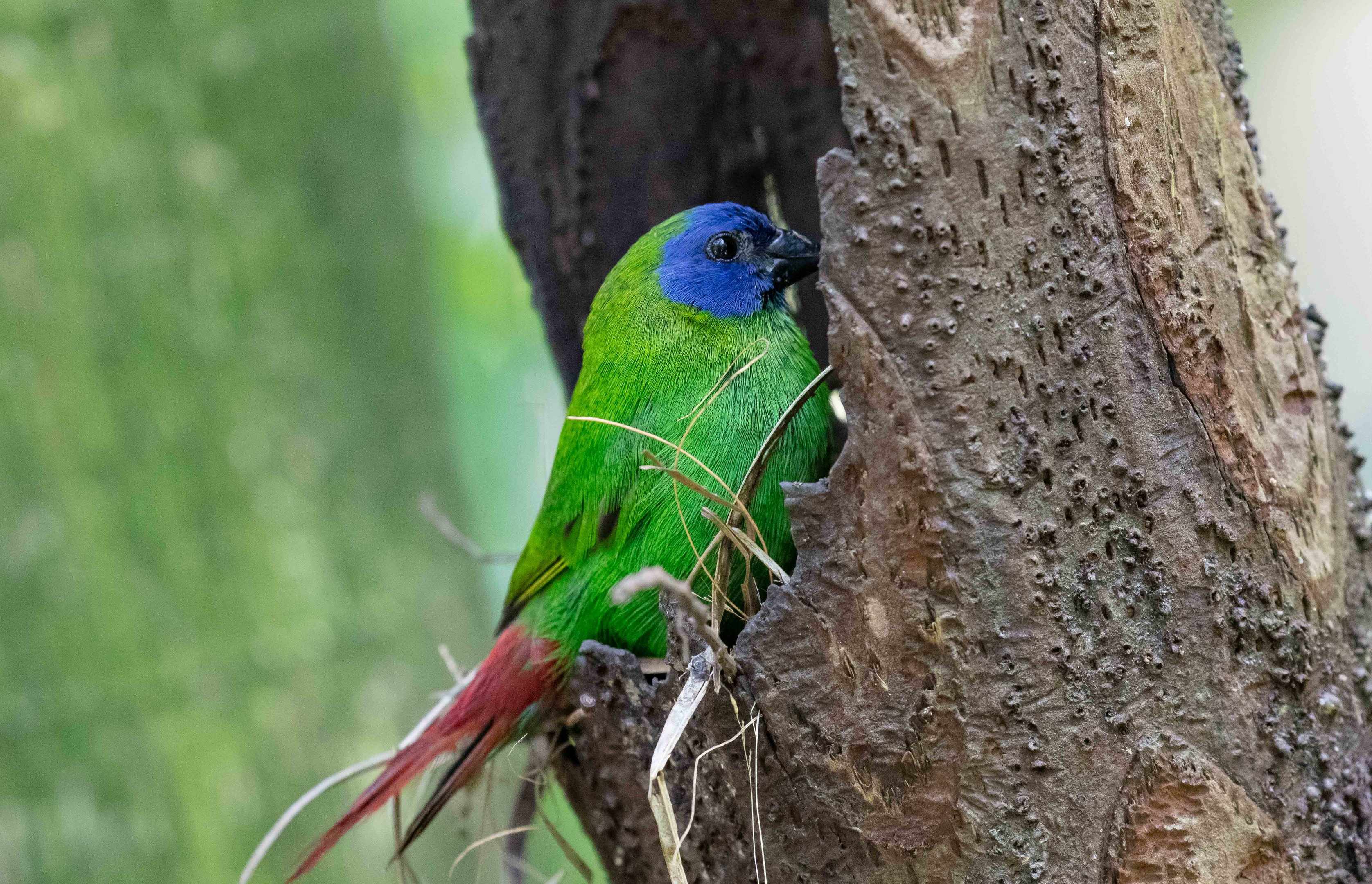 Blue-faced Parrotfinch