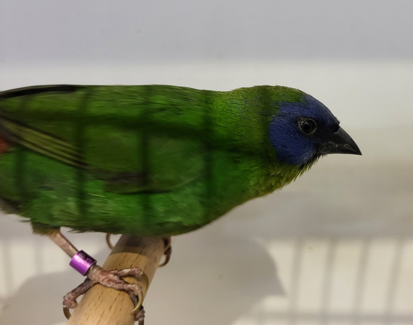Blue-faced parrotfinch